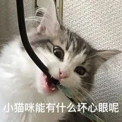 小猫咪坏心眼可多了